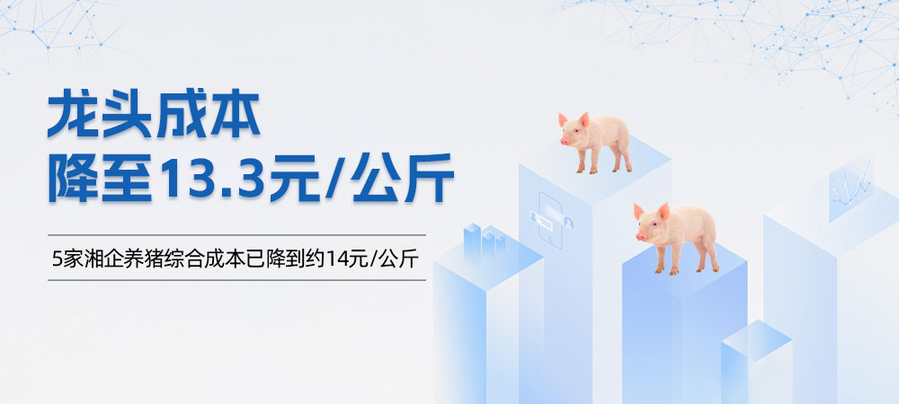 龙头成本降至13.3元/公斤！5家湘企养猪综合成本已降到约14元/公斤