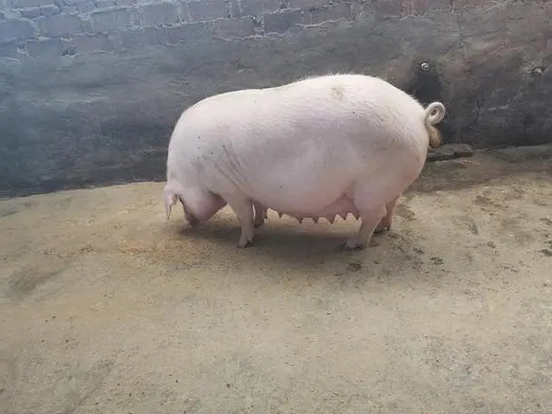 有这8种情况的母猪，不要犹豫直接淘汰！