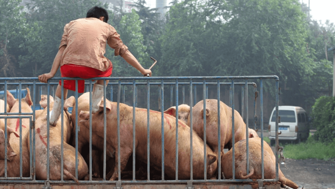 家庭农场式的养猪场的几个致命误区，养猪人看完再反思吧！