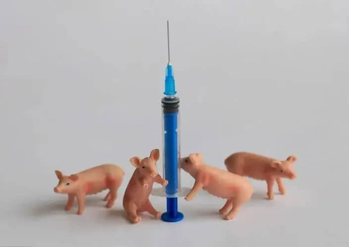 猪场该做哪些疫苗?养猪业使用疫苗现象的反思