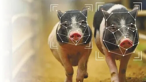 2024年猪业大复盘！猪价红利消退，猪企在降本与扩产决策中经历严峻考验