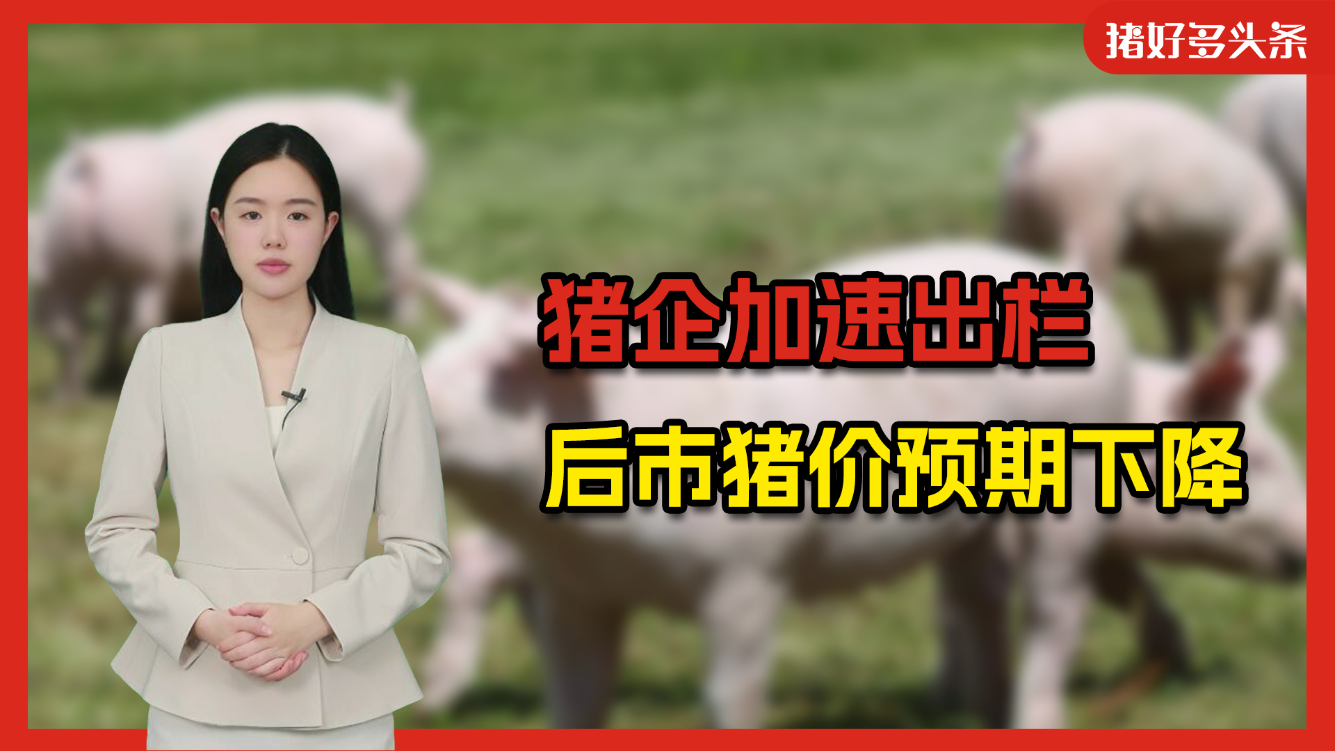 猪企加速出栏！全国母猪仍在增量？全产业链内卷形势加剧......