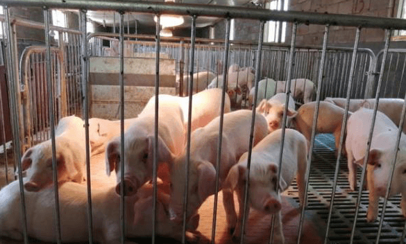 冬季气候对养猪的影响有哪些？