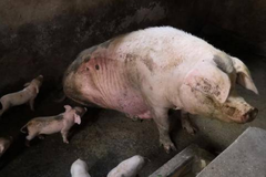如何通过疫苗接种和驯化后备母猪来稳定蓝耳阳性猪群？