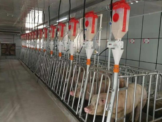 为什么公猪和母猪不能养在一起？