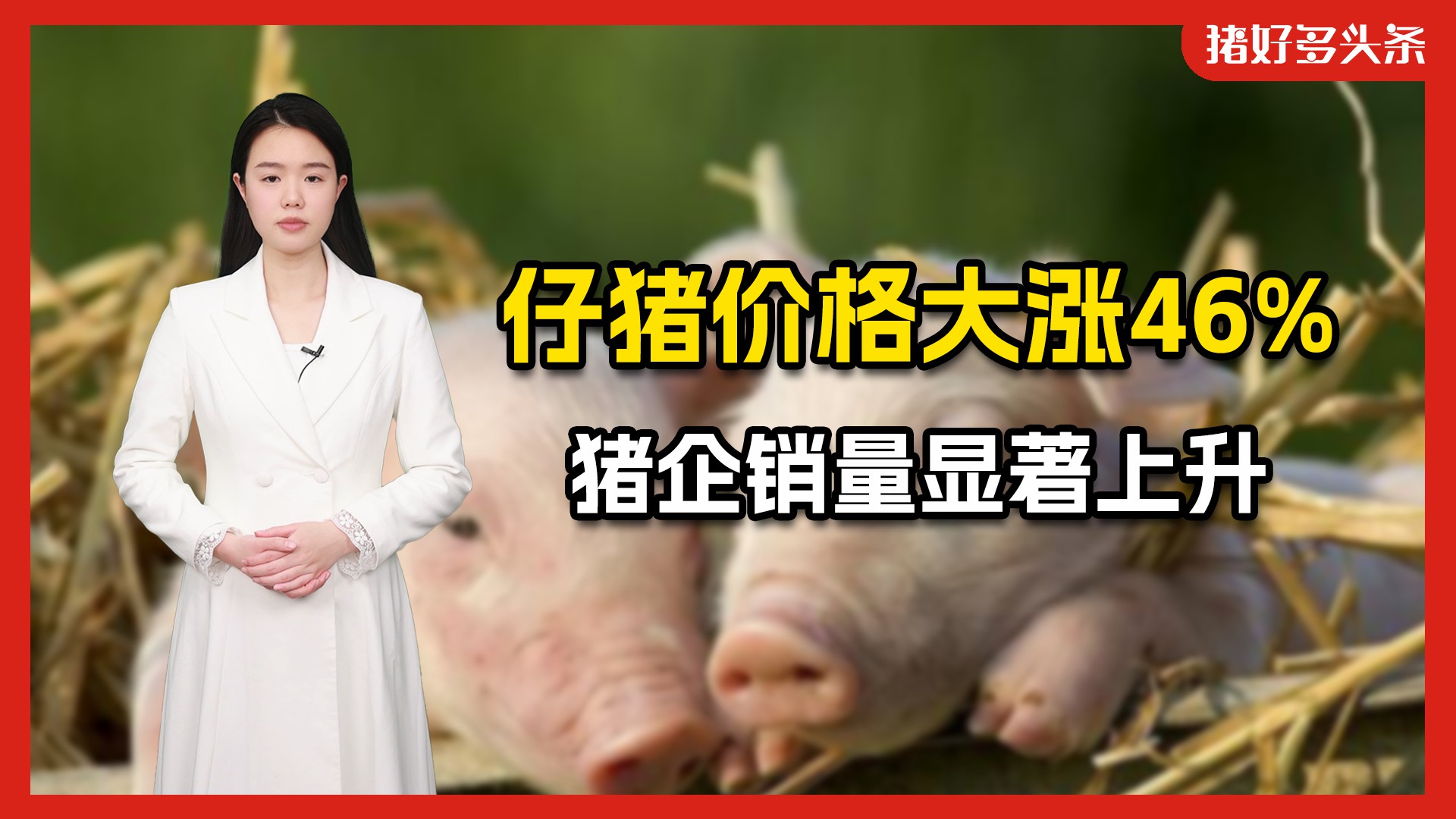 国家发改委最新公布，仔猪同比大涨46%！猪企仔猪销量将创新高？