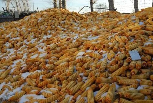 市场情绪开始升温，玉米价格看涨变得积极起来？
