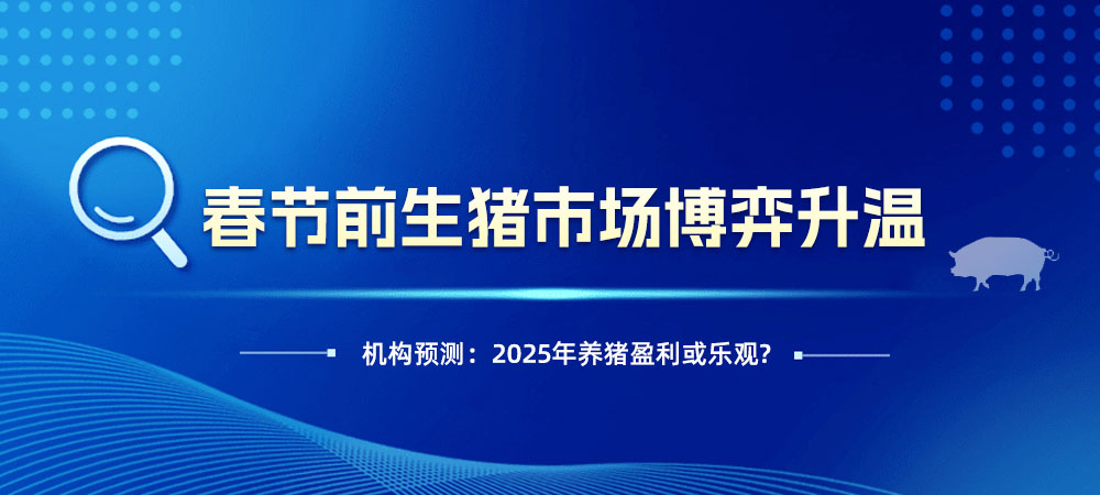 春节前生猪市场“博弈”升温，2025盈利或乐观