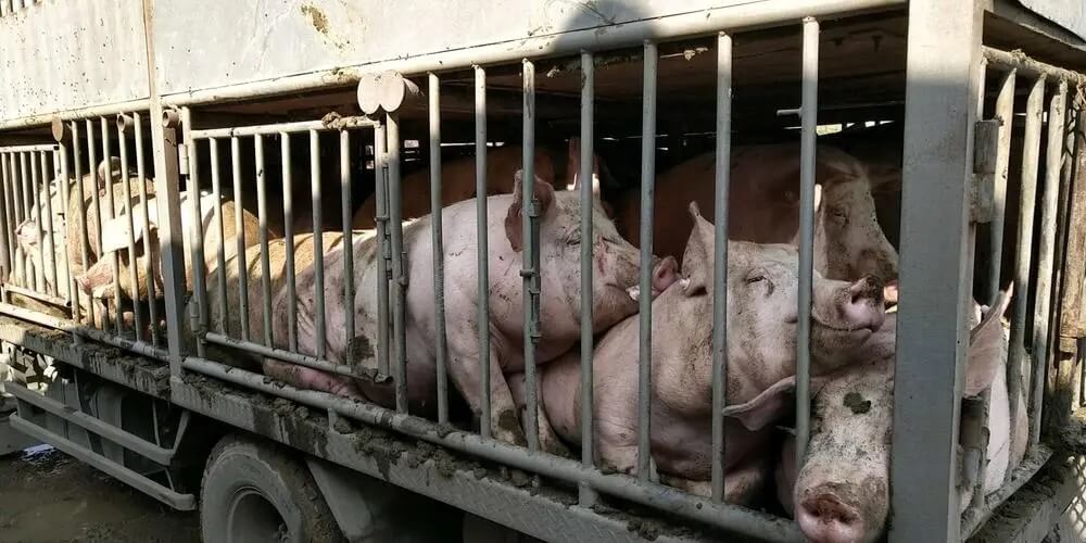 猪场急救手册：魏氏梭菌病急性胀肚诊断与防治策略