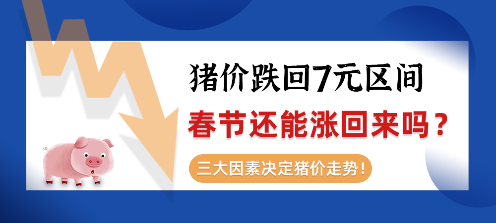 猪价跌回7元区间！春节还能涨回来？三大因素决定猪价走势！