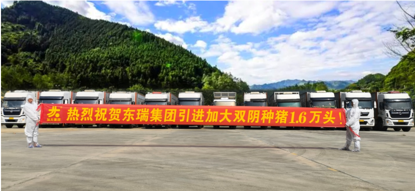 再创辉煌！2024年加大种猪大客户超100家