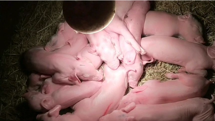 新生仔猪养护秘籍：初乳喂养、温暖守护与防压管理