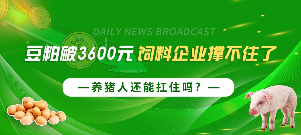 豆粕破3600元，饲料企业撑不住了，养猪人还能扛住吗？