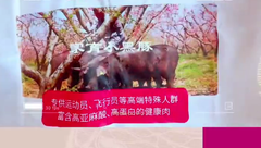 高品质猪肉就选家育小黑豚！家育种业祝大家再创辉煌！