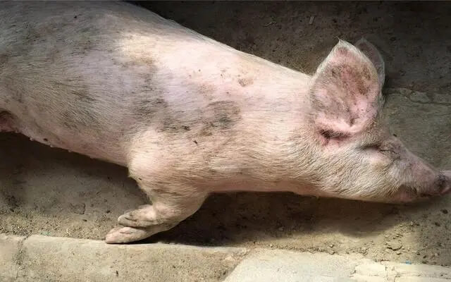 猪圆环病毒病及检测案例分析，说的太全了！