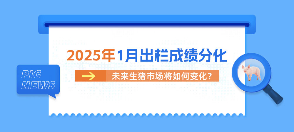 1月生猪出栏量分化加剧，2025年生猪市场将驶向何方？