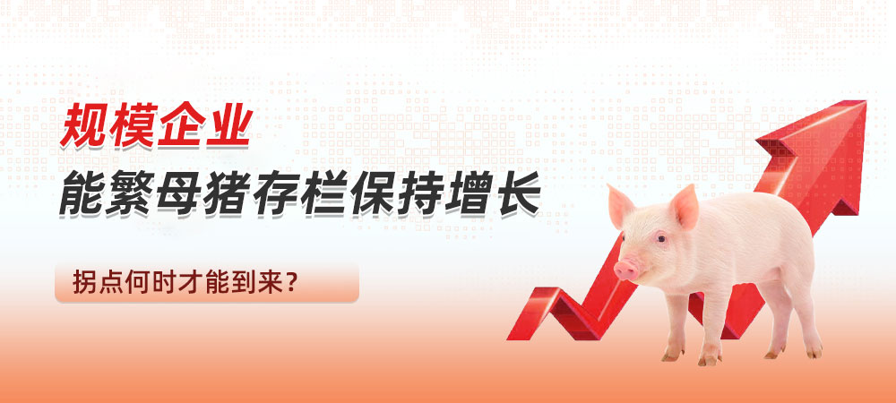 规模企业能繁母猪存栏保持增长！拐点何时到来？