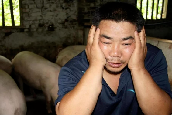 猪价还得降！东北、华北、华中、华东、四川猪肉价格环比明显下跌
