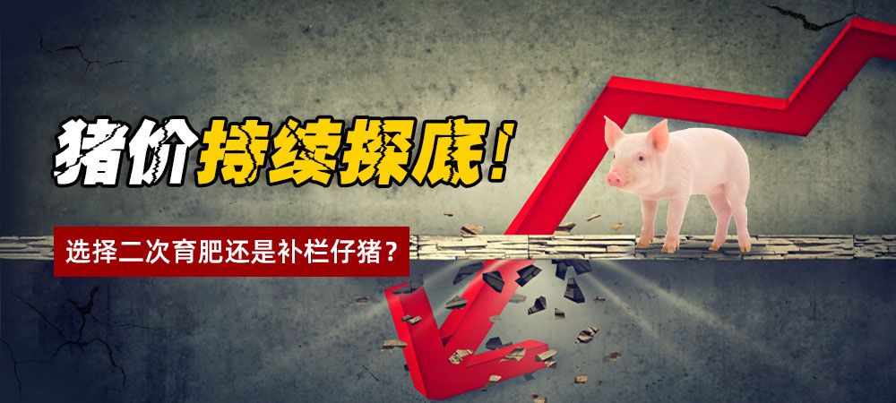 猪价持续探底！选择二次育肥还是补栏仔猪？