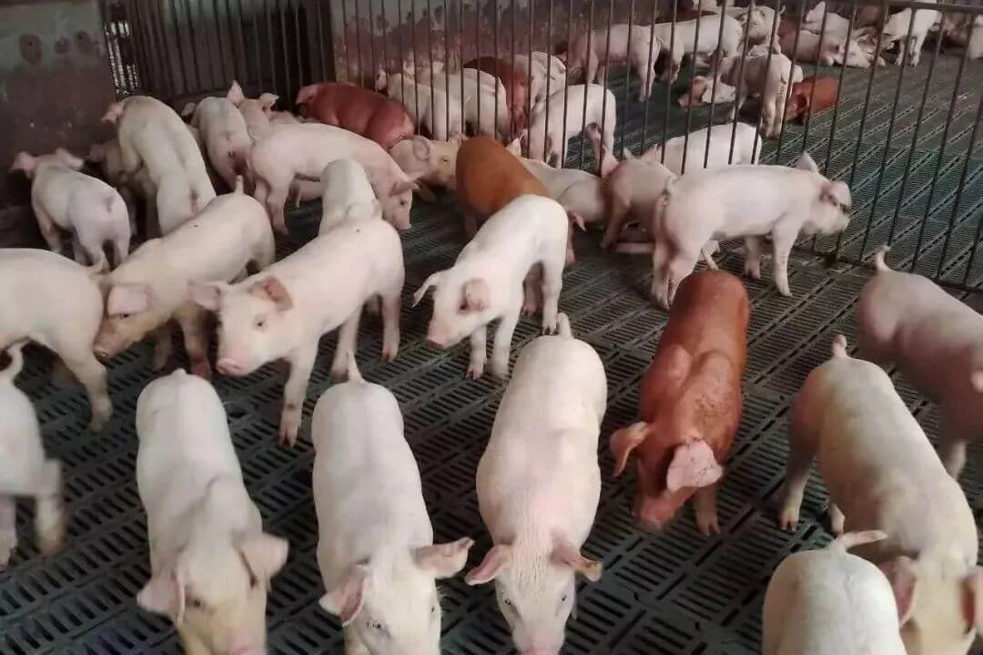 2025年02月20日全国各省市20公斤仔猪价格行情报价，饲料价格上涨，会抑制仔猪补栏积极性吗？