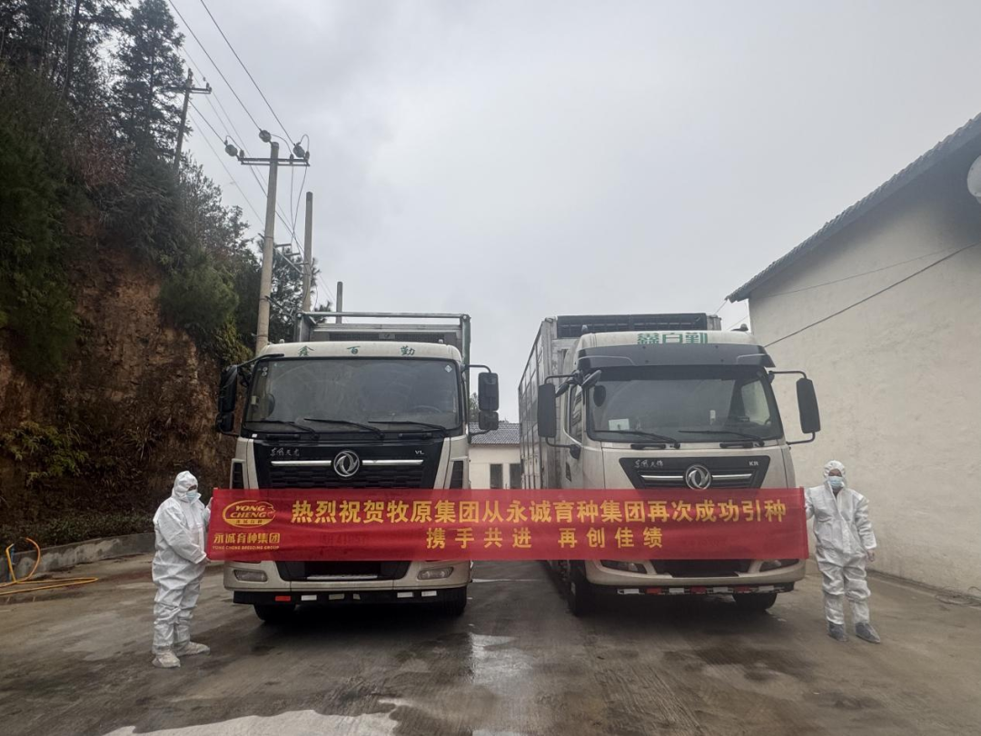 “牧原×永诚”强强联合：用优质种源，驱动国产种猪替代与种业价值重构
