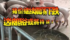 2月24日生猪价格：持续震荡下跌，参考往年猪价或许到5月份之后猪价才能迎来转机