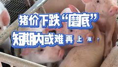 2月27日生猪价格：大部分地区下跌，短期内或难出现明显上涨？