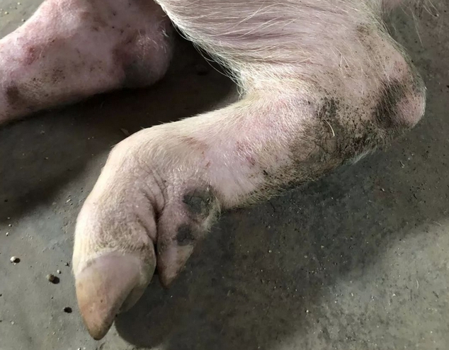 养猪人必看！口蹄疫和蹄裂的鉴别要点与防治措施