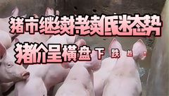 2月28日生猪价格：以横盘下跌为主，市场低迷或将持续！