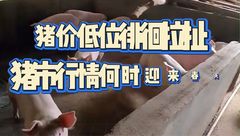 3月4日生猪价格：二月已过猪价仍未超15/kg，低迷的市场行情何时迎来春天？