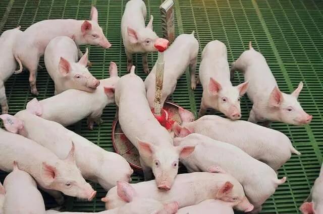 保育猪为何腹泻消瘦？病因分析与综合防治策略揭秘