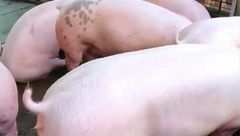 3月5日生猪价格：涨跌减缓，上涨空间不及预期，短期内上涨难持续