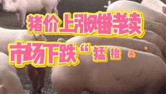 3月6日生猪价格：短期上涨却难持续，市场仍存下跌风险