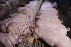 蓝耳病防控案例：河北某猪场蓝净康免疫效果分析