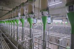 批次化生产：非洲猪瘟背景下，规模化猪场的“救命稻草”？