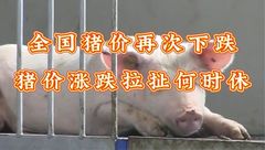 3月8日生猪价格：猪价拉拉扯扯，涨不动？猪价或将维持波动下降的局面
