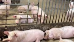 3月9日生猪价格：行情震荡下行‌，消费利好较差，生猪市场将呈现“供增需稳”的局面‌？