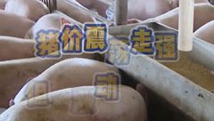 3月10日生猪价格：震荡走强，但上涨动力不足，短期内猪价仍面临涨跌两难的境地！