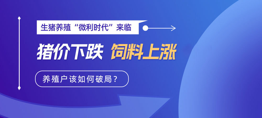 生猪养殖“微利时代”来临：猪价下跌、饲料上涨，养殖户如何破局？
