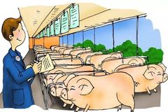 从传统到智能：批次化生产如何重塑生猪养殖业？