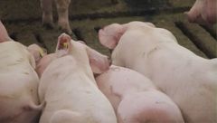 3月14日生猪价格：陷入泥潭，行情经过短暂上涨后会再下跌？