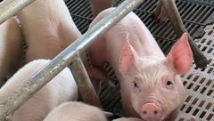 3月15日生猪价格：消费支撑有限，短期内猪价可能继续在低位徘徊？