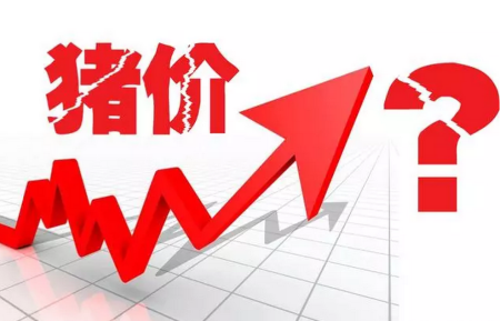 猪价震荡不止！何时才能出现反弹？
