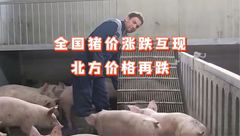 3月16日生猪价格：持续震荡涨跌，市场利空凸显，养殖端认卖现象增多