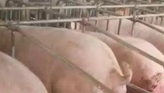 3月18日生猪价格：北方大场连续拉涨，认买情绪加强，市场低位态势或在4月终结？