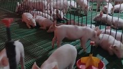 3月19日生猪价格：涨不动跌不动！何时才能“破局“？