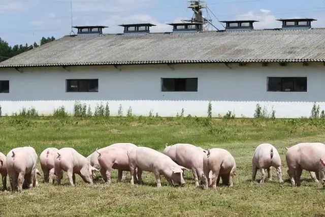 肠道微生物多样性如何增强猪对PRRS和呼吸道疾病的免疫？