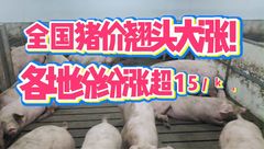 3月22日生猪价格：各地纷纷涨价2-3毛，本轮涨价能否持续？