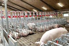 国内外母猪批次化生产技术大比拼：全面总结与深度比较