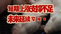 3月31日生猪价格：需求跟进不足，消费缺乏利好，猪价延续弱势震荡趋势！